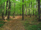 Path Wood Wall Decal