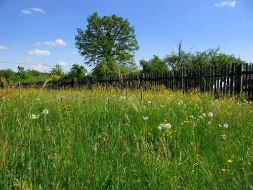 Summer Meadow1 Wall Decal