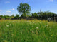 Summer Meadow1 Wall Decal