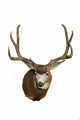 Mule Deer