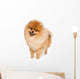 German Spitz dog on white background Wall Decal