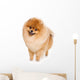 German Spitz dog on white background Wall Decal