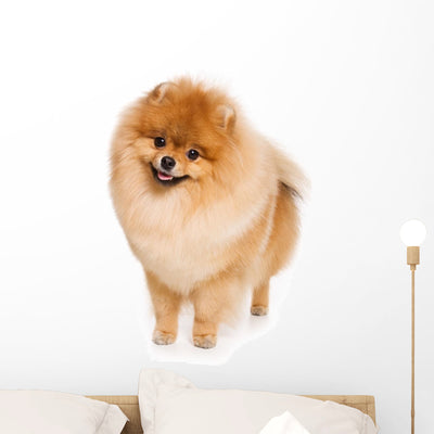 German Spitz Dog White Wall Decal shown on a wall