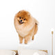 German Spitz dog on white background Wall Decal