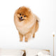 German Spitz dog on white background Wall Decal