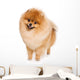 German Spitz dog on white background Wall Decal