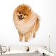 German Spitz dog on white background Wall Decal
