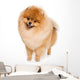 German Spitz dog on white background Wall Decal