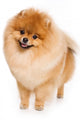 German Spitz dog on white background Wall Decal