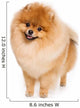 German Spitz dog on white background Wall Decal