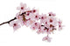 Cherry Blossom Wall Decal