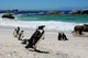 Colony of Penguinssouth Africa Wall Mural