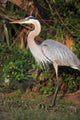 Florida Favorite Wall Mural