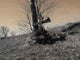Tot Am Baum Wall Decal