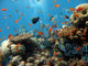 Coral Scene Wall Decal Design 2