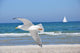 Seagull Wall Mural