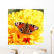 European Peacock Butterfly Yellow Wall Mural