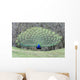 Peacock Peafowl Genus Pavo