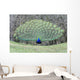 Peacock Peafowl Genus Pavo