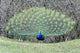 Peacock Peafowl Genus Pavo
