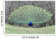 Peacock Peafowl Genus Pavo
