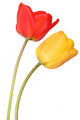 Two Tulips