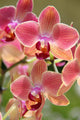 Orchids