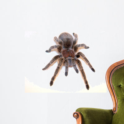 Chilean Rose Hair Tarantula Wall Decal shown on a wall