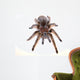 Chilean Rose Hair Tarantula Wall Decal