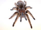 Chilean Rose Hair Tarantula Wall Decal