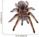 Chilean Rose Hair Tarantula Wall Decal