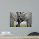 Elephants