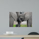 Elephants