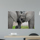 Elephants