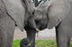 Elephants