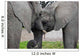 Elephants