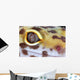 Leopard Gecko Eye Wall Mural