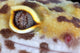 Leopard Gecko Eye Wall Mural