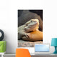 Bearded Dragon Reptile