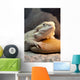 Bearded Dragon Reptile