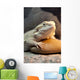 Bearded Dragon Reptile