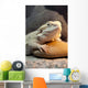 Bearded Dragon Reptile