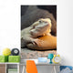 Bearded Dragon Reptile