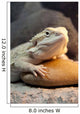 Bearded Dragon Reptile