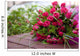 bouquet of little pink roses Wall Mural