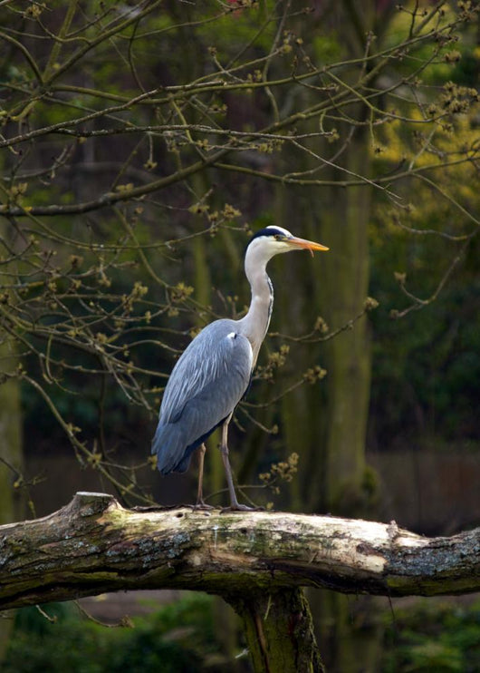 Heron Wall Mural