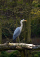 Heron Wall Mural