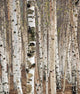 Birch trees in spring Wall Mural