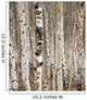 Birch trees in spring Wall Mural