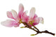 Magnolia Flowers